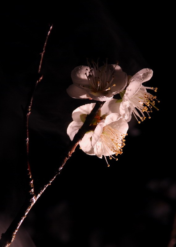 寒梅花开 摄影 晕呼呼