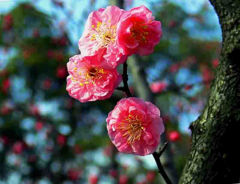 红梅花儿开 摄影 枫叶1