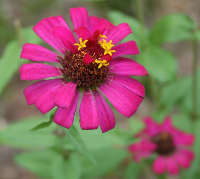 花 摄影 村民