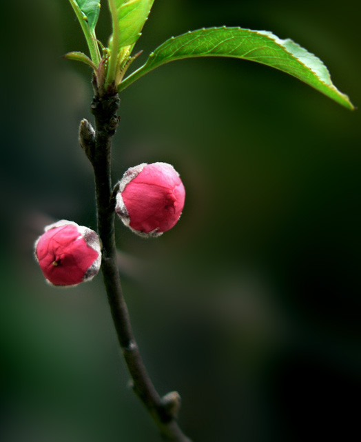 桃花 摄影 方太