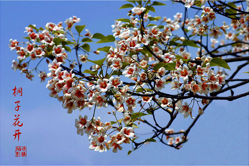 《桐子花开》 摄影 liuxiaozhong