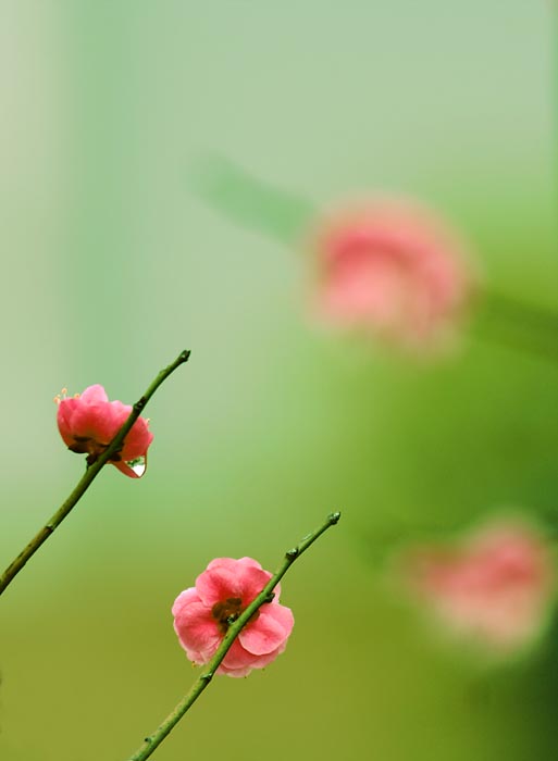 丽影 摄影 琵琶烟雨