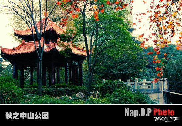 秋之中山公园 摄影 Nap.D.P