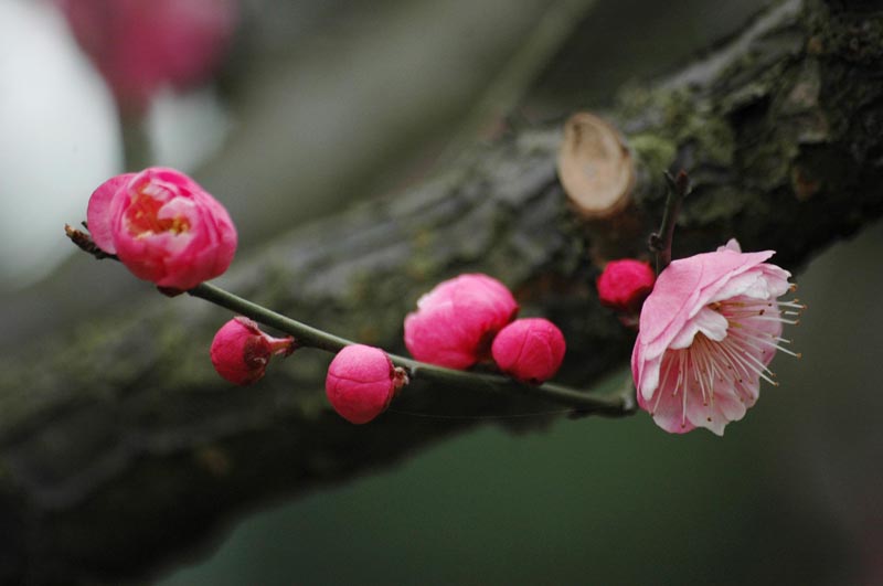 梅花 摄影 水晶蝎子