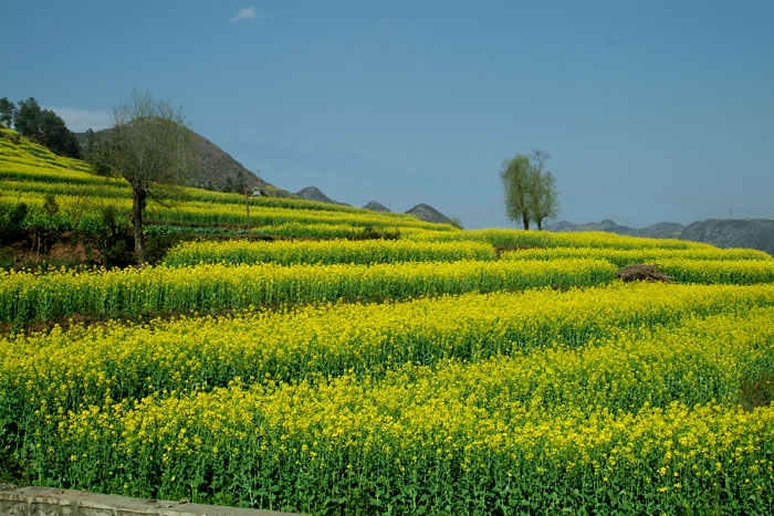 油菜花 摄影 红叶枫树林