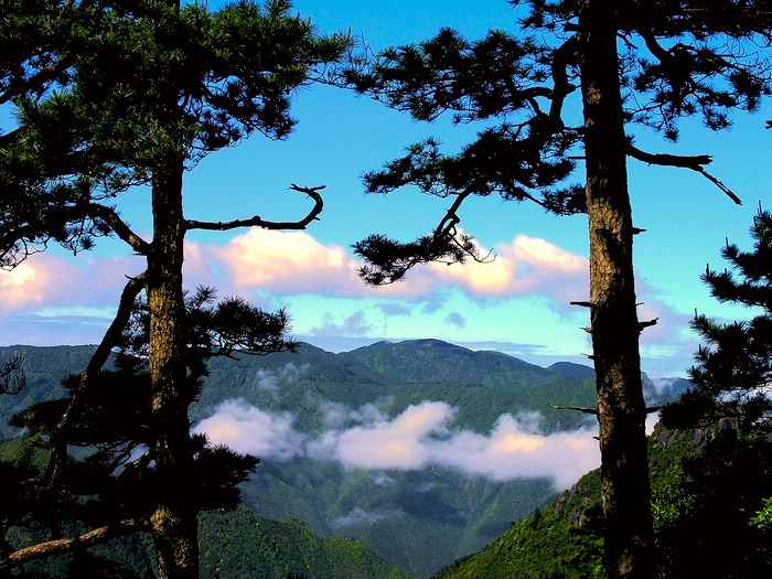 龙泉云松 摄影 南山樵夫