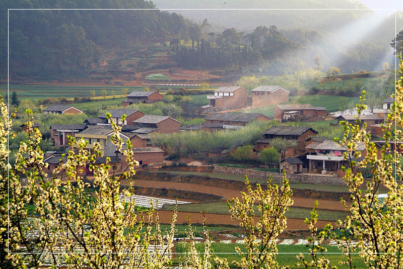 李花村 摄影 砚华