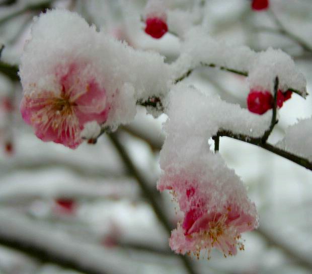 雪梅图 摄影 适马