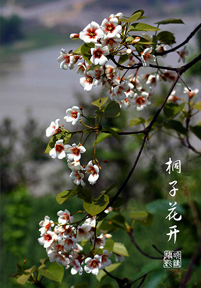 《桐子花开》 摄影 liuxiaozhong