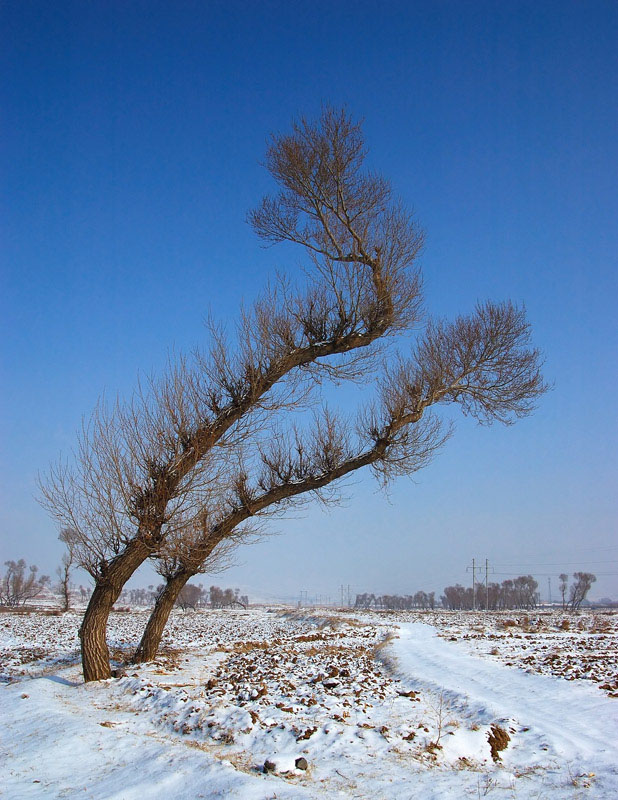 风雪无阻 相伴人生 摄影 F-117