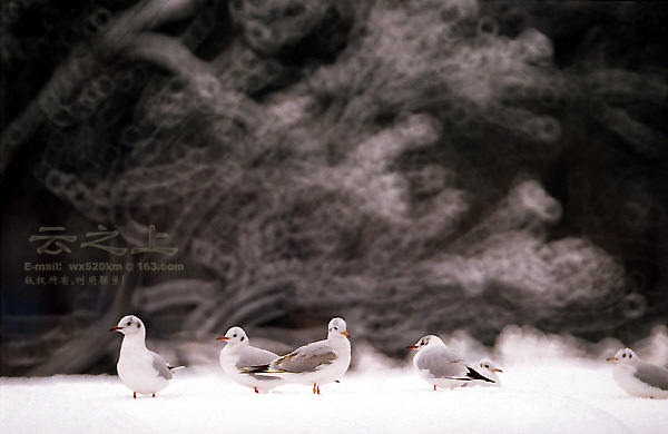 赏雪 摄影 云之上