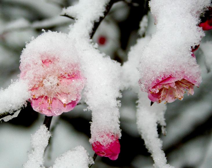 雪梅图 摄影 适马