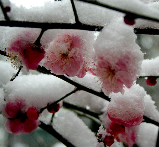 雪梅图 摄影 适马