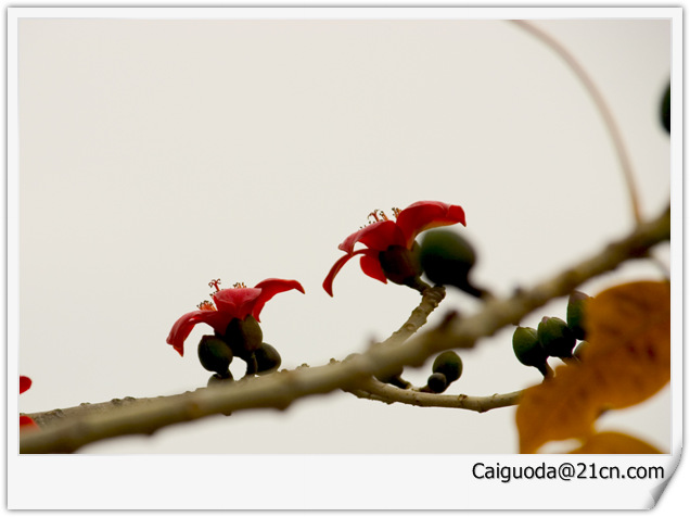 英雄之花---木棉 摄影 caiguoda