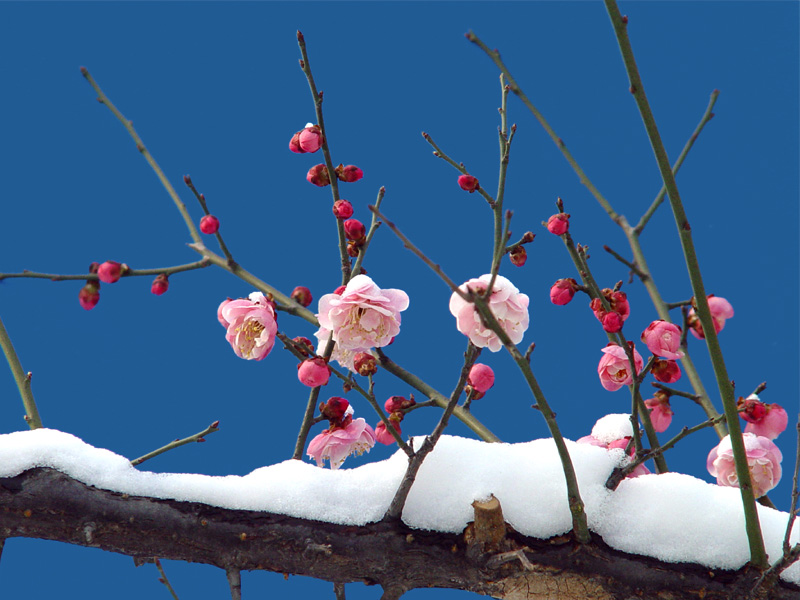 红梅傲雪 摄影 老兵YZ