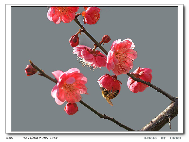 《花蜂》 摄影 老人头