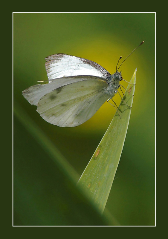 小蝴蝶 摄影 yanyang