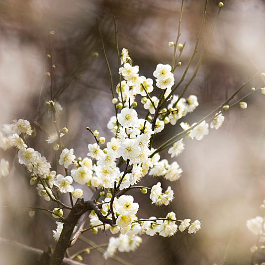 花满枝 摄影 jieyisun