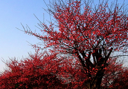 红梅花盛开 摄影 quhong