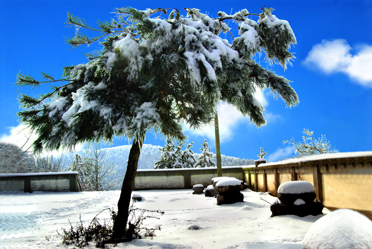 雪松（1） 摄影 侠哥