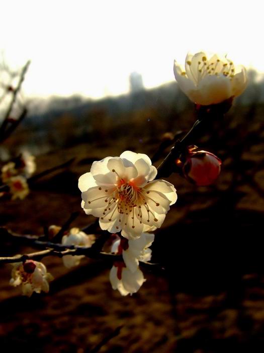 梅花香自苦寒来 摄影 太阳光