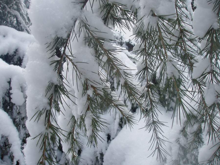 雪压松枝 摄影 八天河