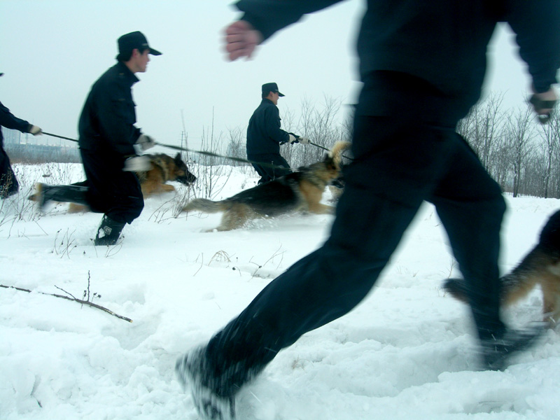 警犬雪中出击 摄影 青山依旧