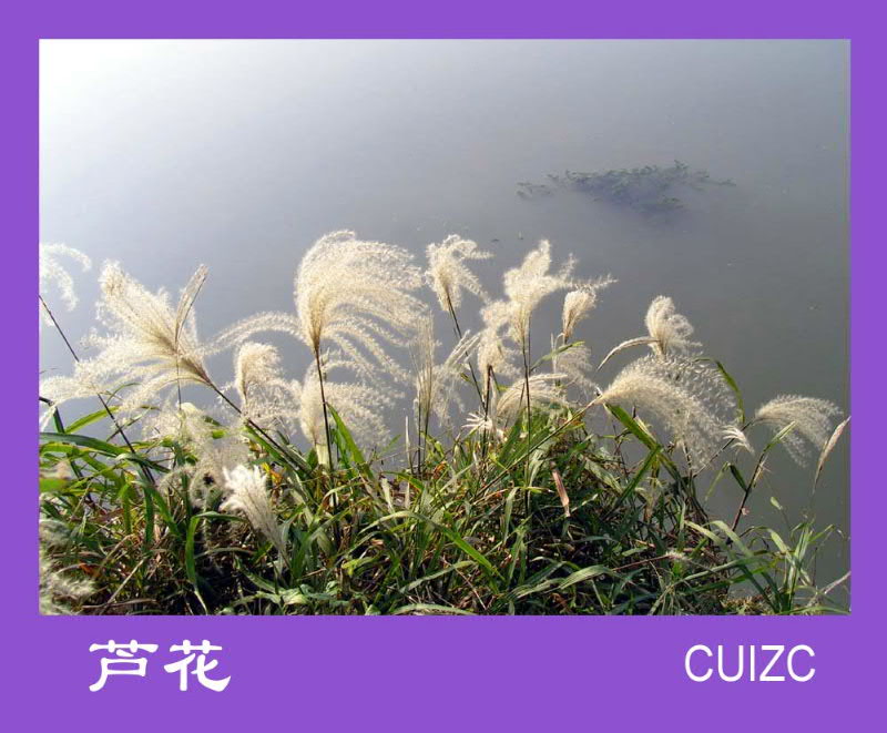 芦花 摄影 cuizc