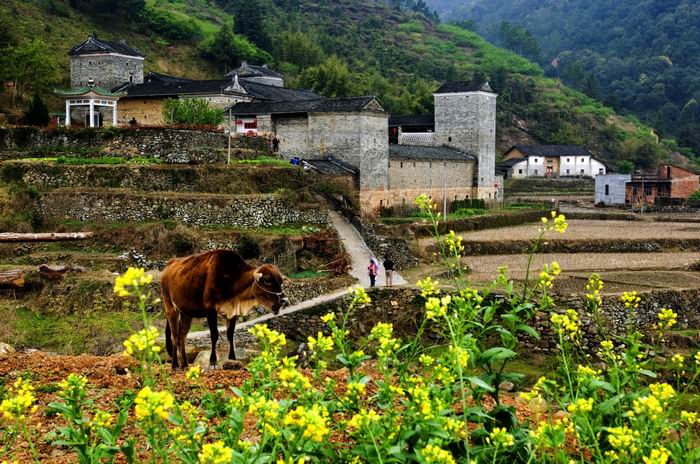 《山寨春早》 摄影 鸿福阁