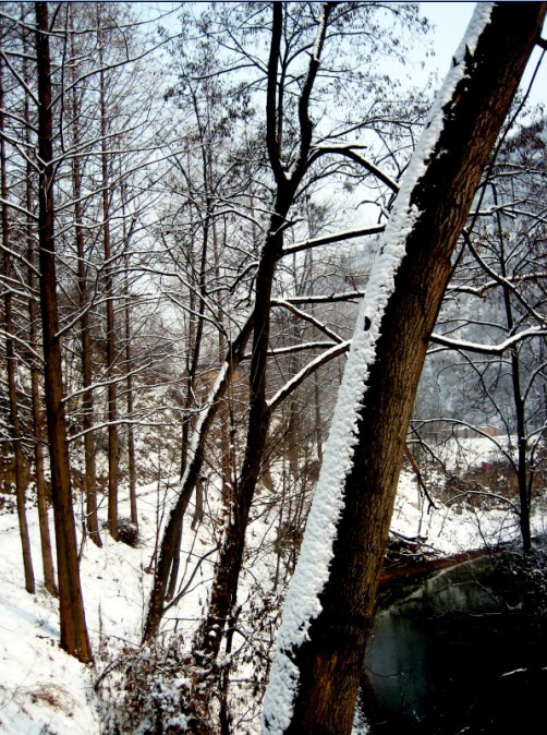 雪中林木 摄影 shanxiren01