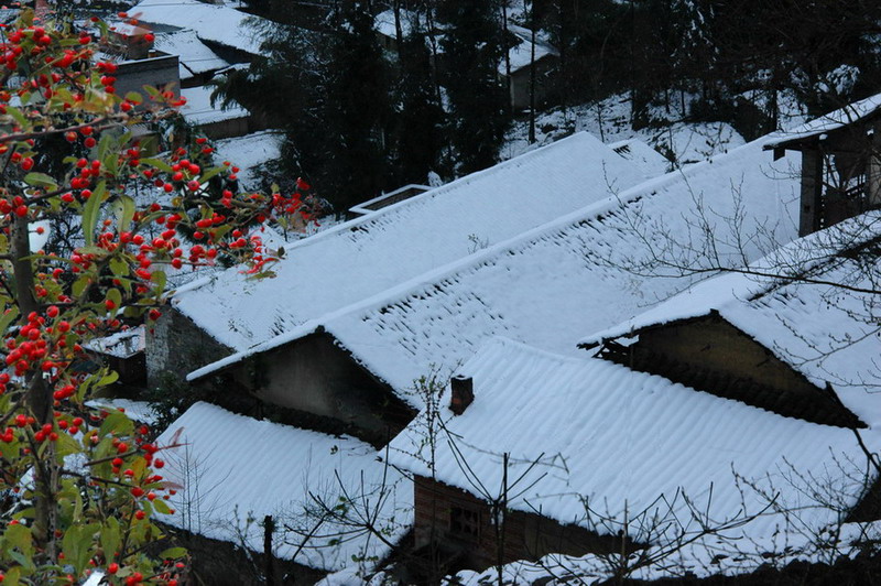 瑞雪 摄影 正义