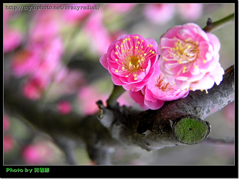 flower~~ 摄影 光着脚