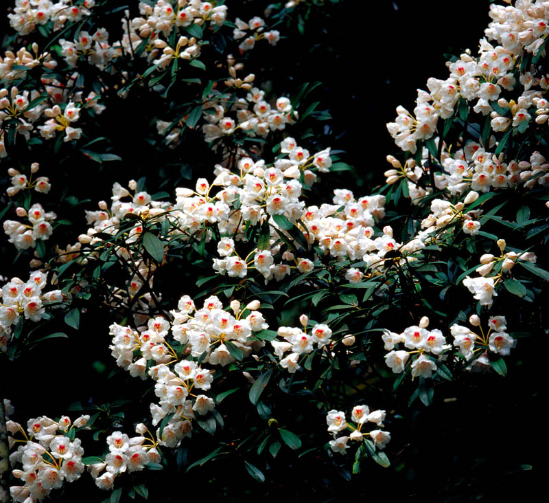 茶花 摄影 天府土人