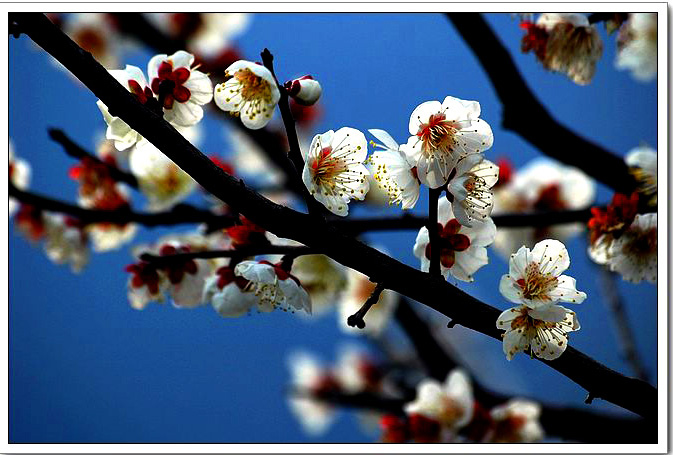 《二月梅花》 摄影 晓风晨曦