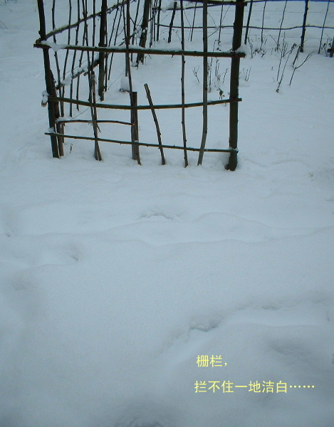 雪景小品 摄影 晶林