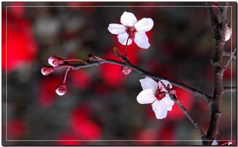 花开时节 摄影 小光