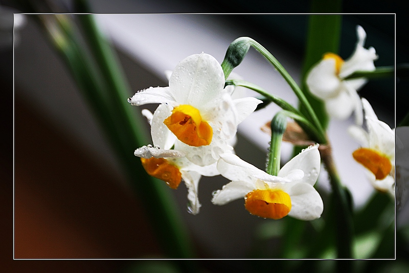 水仙花 摄影 边缘摄郎