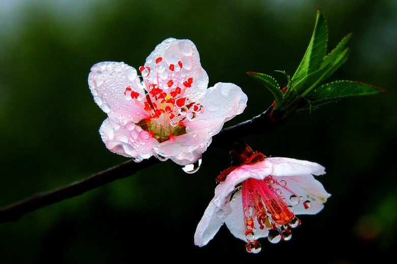 桃花带露浓 摄影 邦维