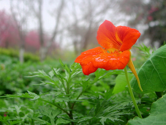 娇艳欲滴 摄影 空山风雨