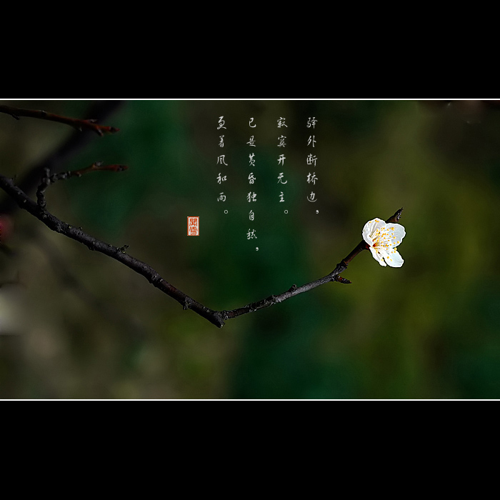 咏梅 摄影 闻雪