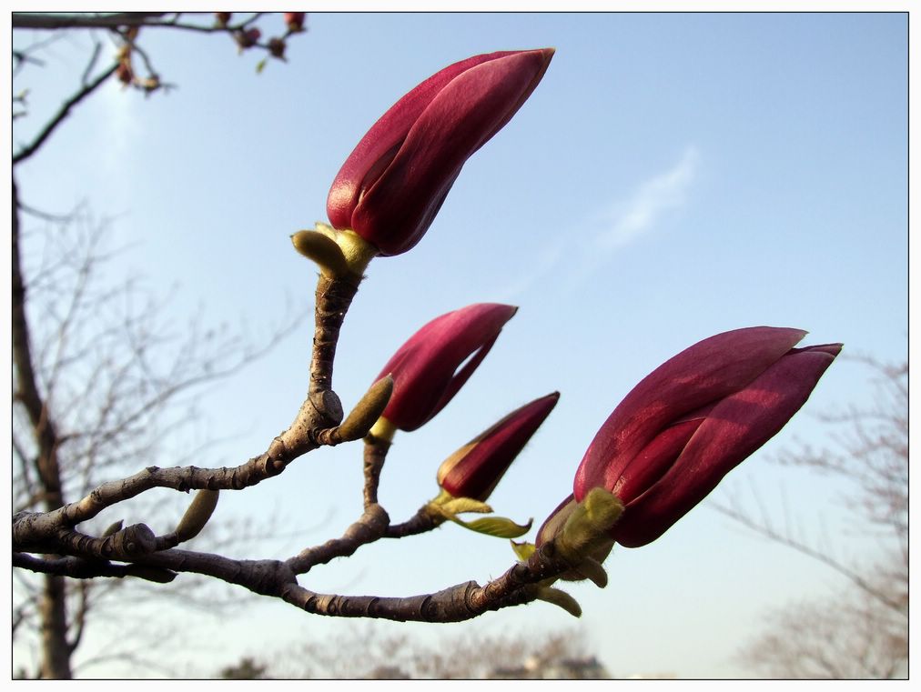 花蕾 摄影 蓦回首