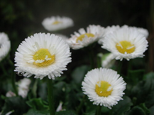 花花静悄悄 摄影 空山风雨