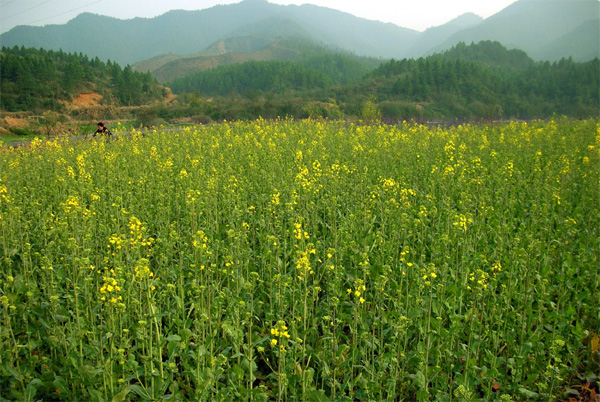 菜花诱客 摄影 CADA