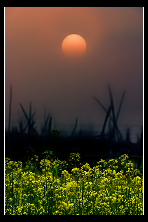 花田夕照 摄影 李俚