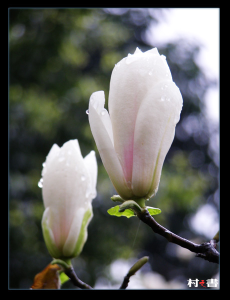 傲立风雨 摄影 村之書