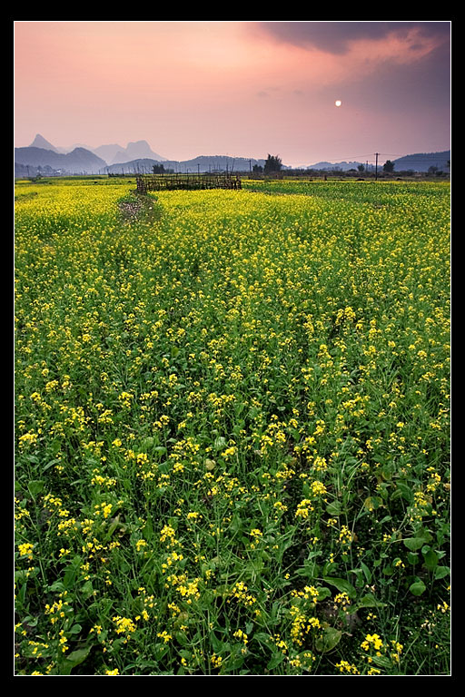 夕阳下的菜花田 摄影 李俚