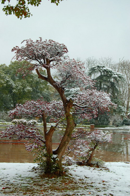 雪景 摄影 田间竹茹