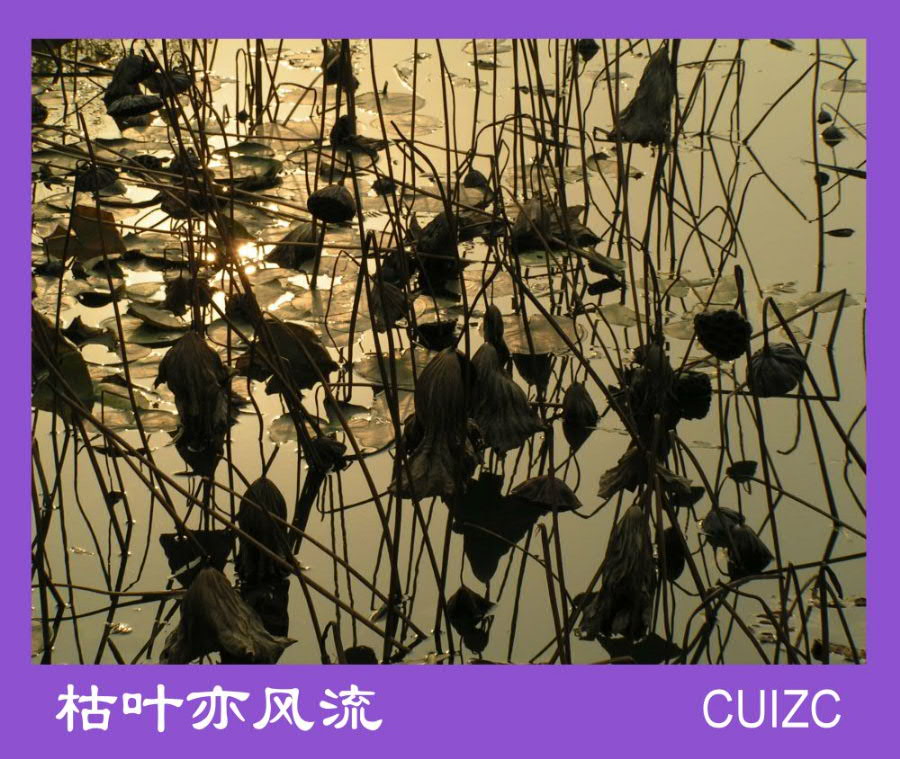 枯叶亦风流 摄影 cuizc