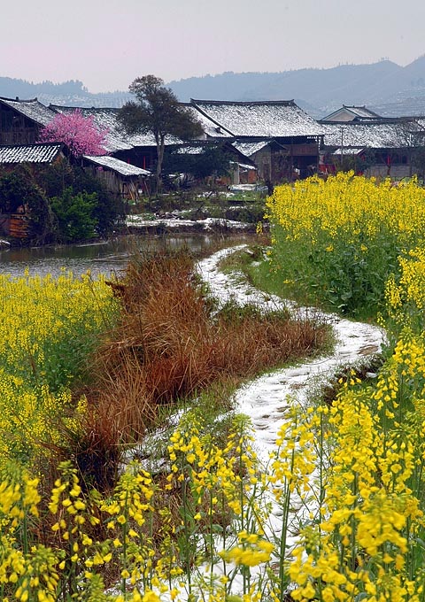 春雪 摄影 邦维