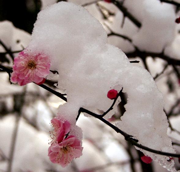 雪梅图 摄影 梅花